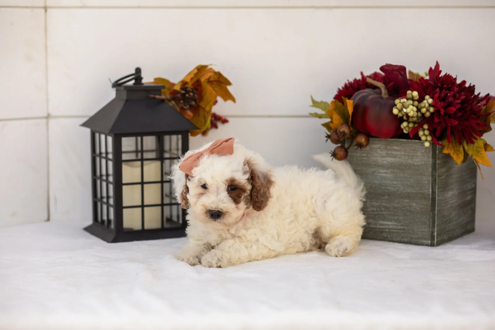 Olive goldendoodle for sale(4).jpg