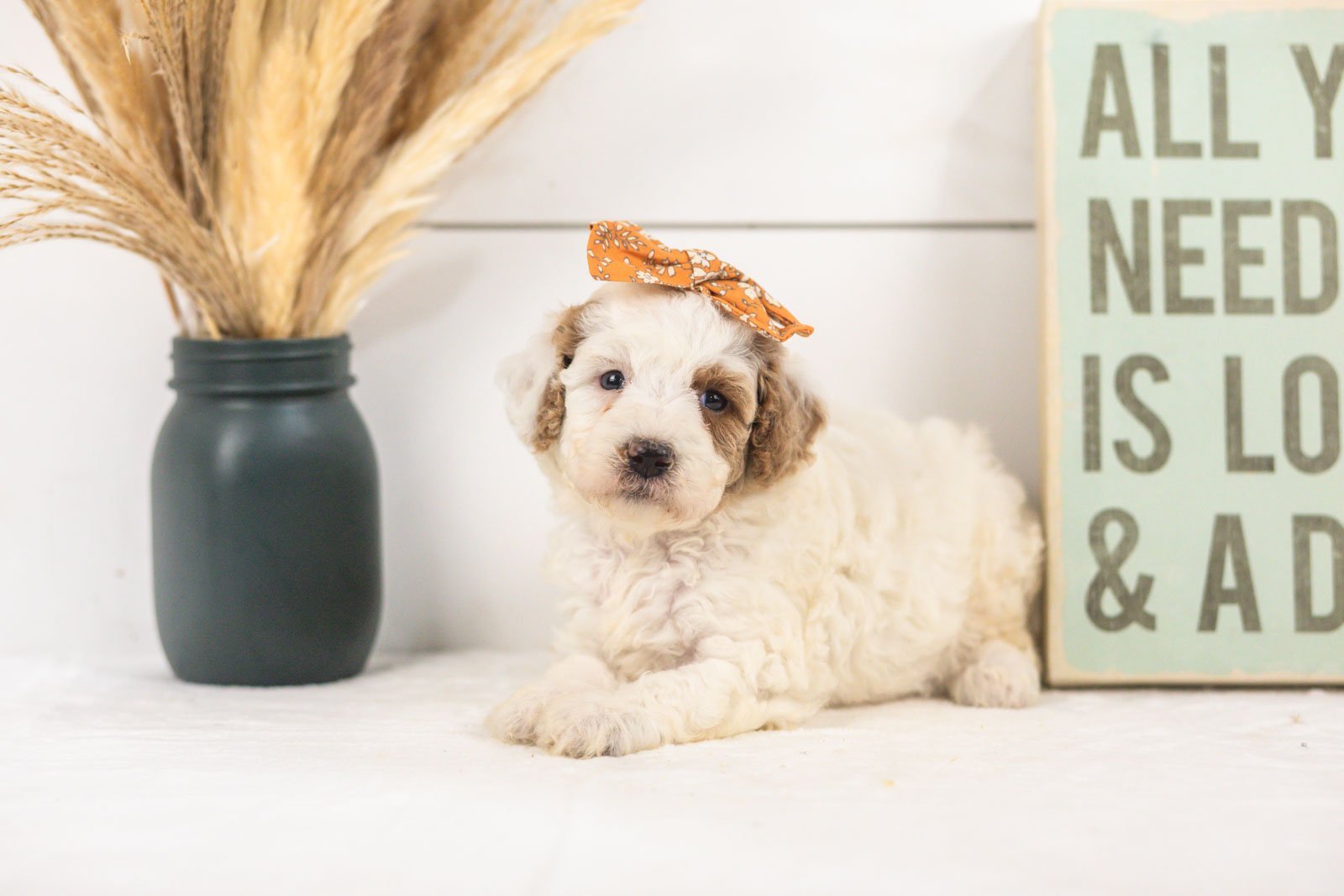 Olive goldendoodle for sale(2).jpg