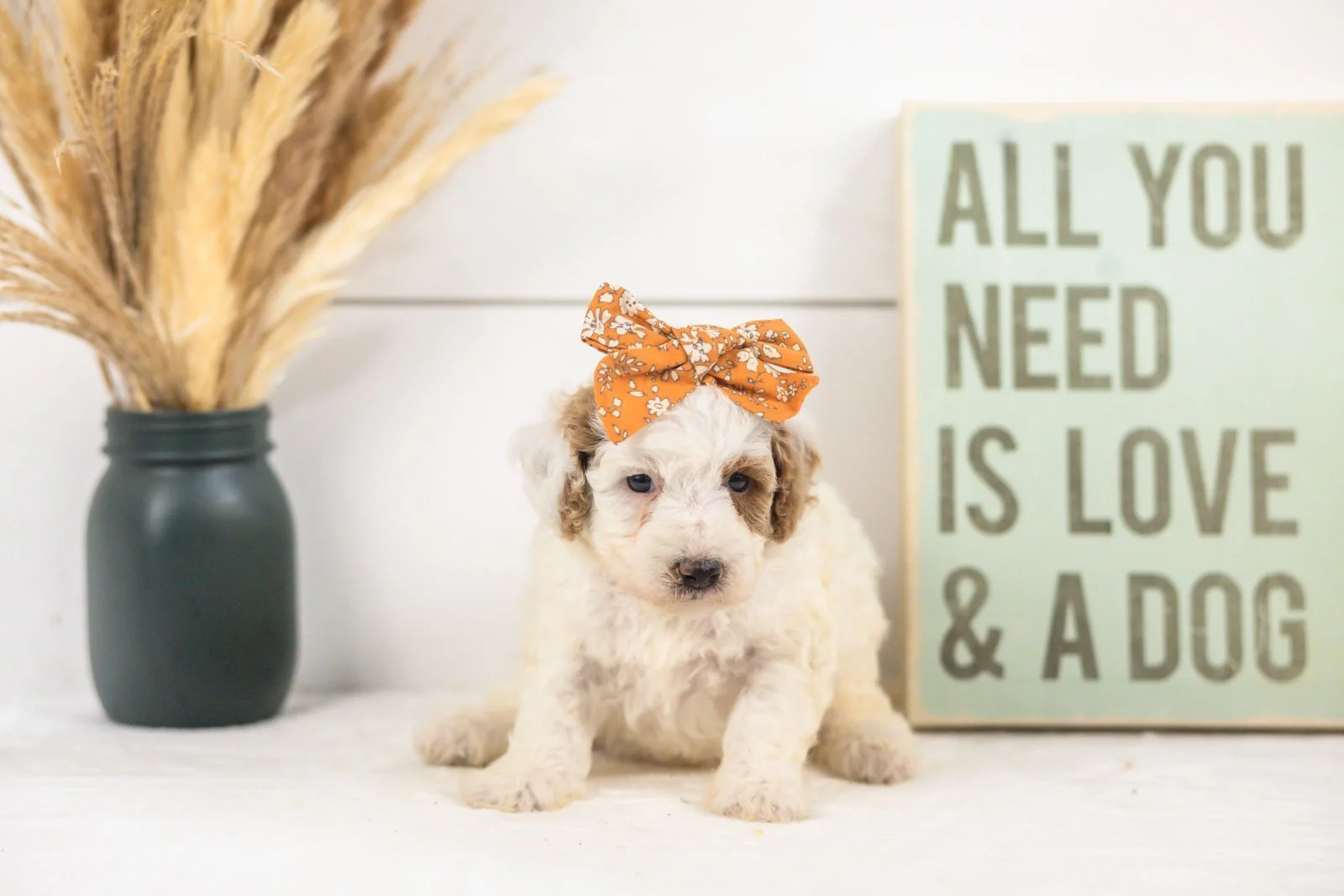 Olive goldendoodle for sale(3).jpg