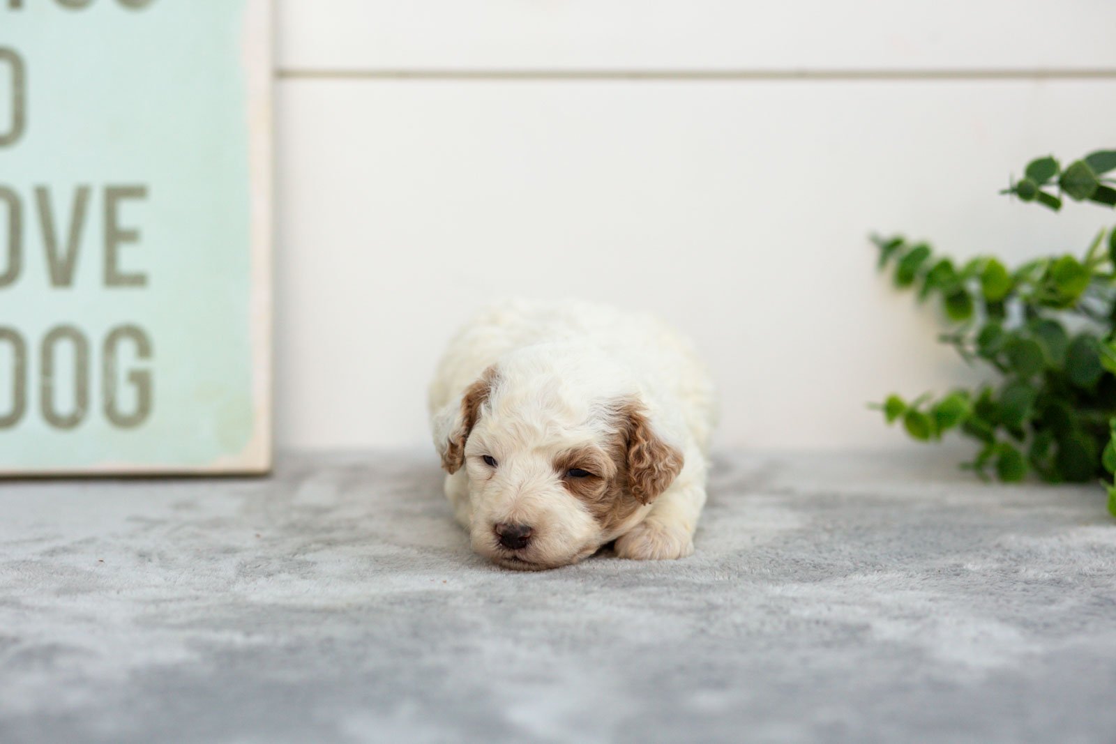 Olive goldendoodle for sale.jpg