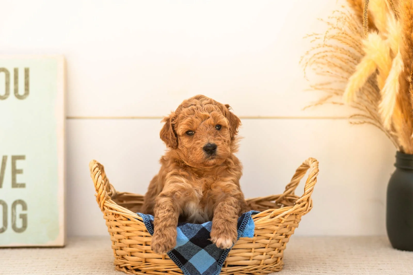 Butterfly goldendoodle for sale(1).jpg
