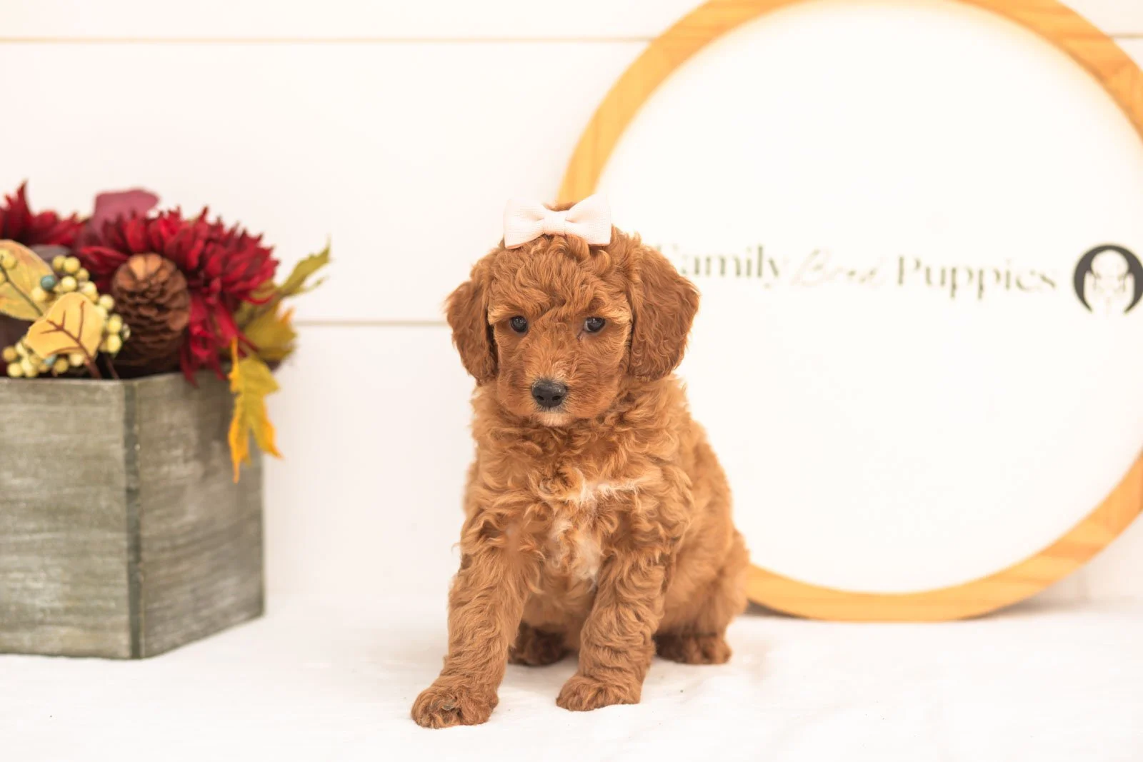 Glow goldendoodle for sale(3).jpg
