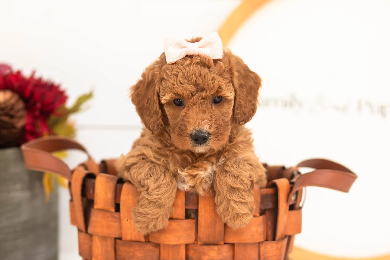 Glow goldendoodle for sale(4).jpg