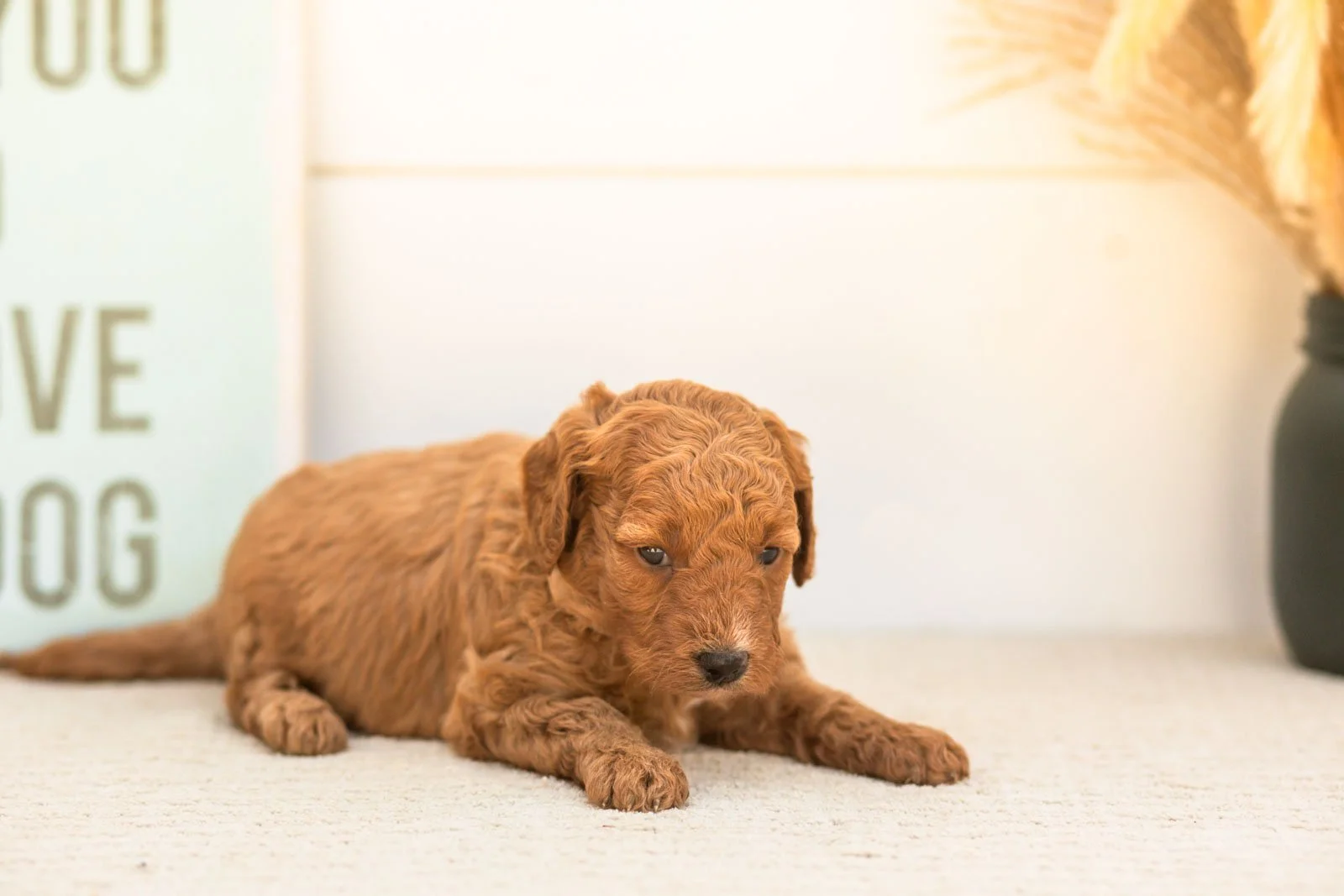 Glow goldendoodle for sale(1).jpg