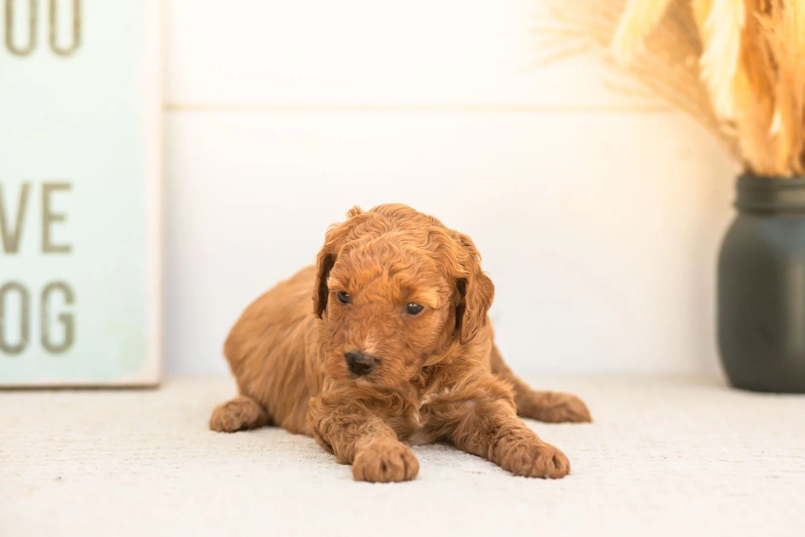 Glow goldendoodle for sale(2).jpg