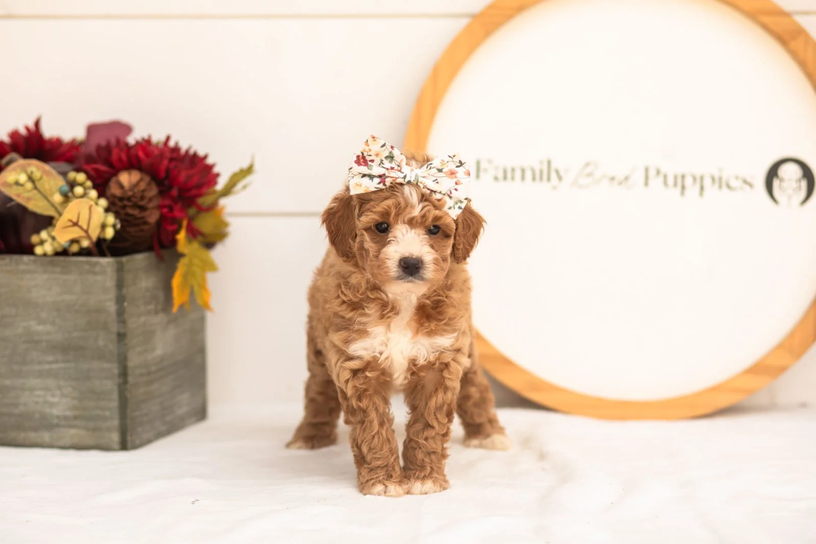 Honey goldendoodle for sale(2).jpg