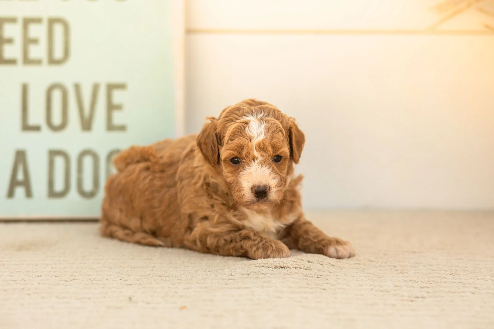 Honey goldendoodle for sale.jpg