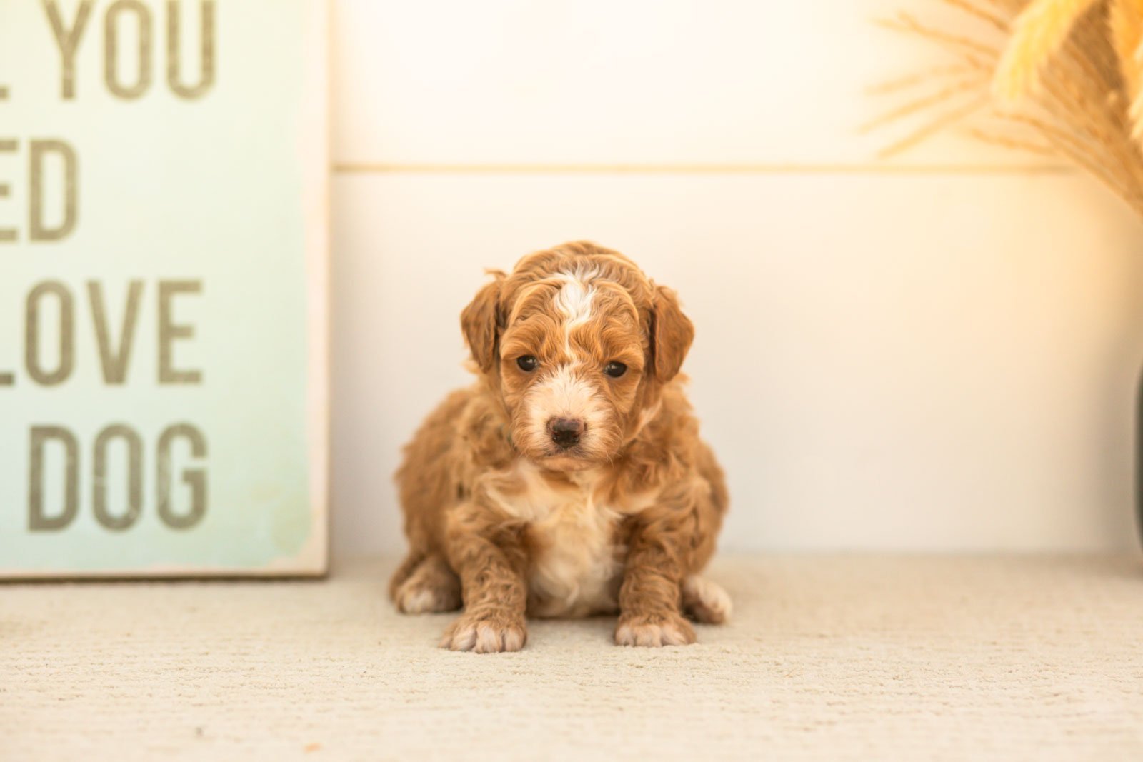 Honey goldendoodle for sale(1).jpg
