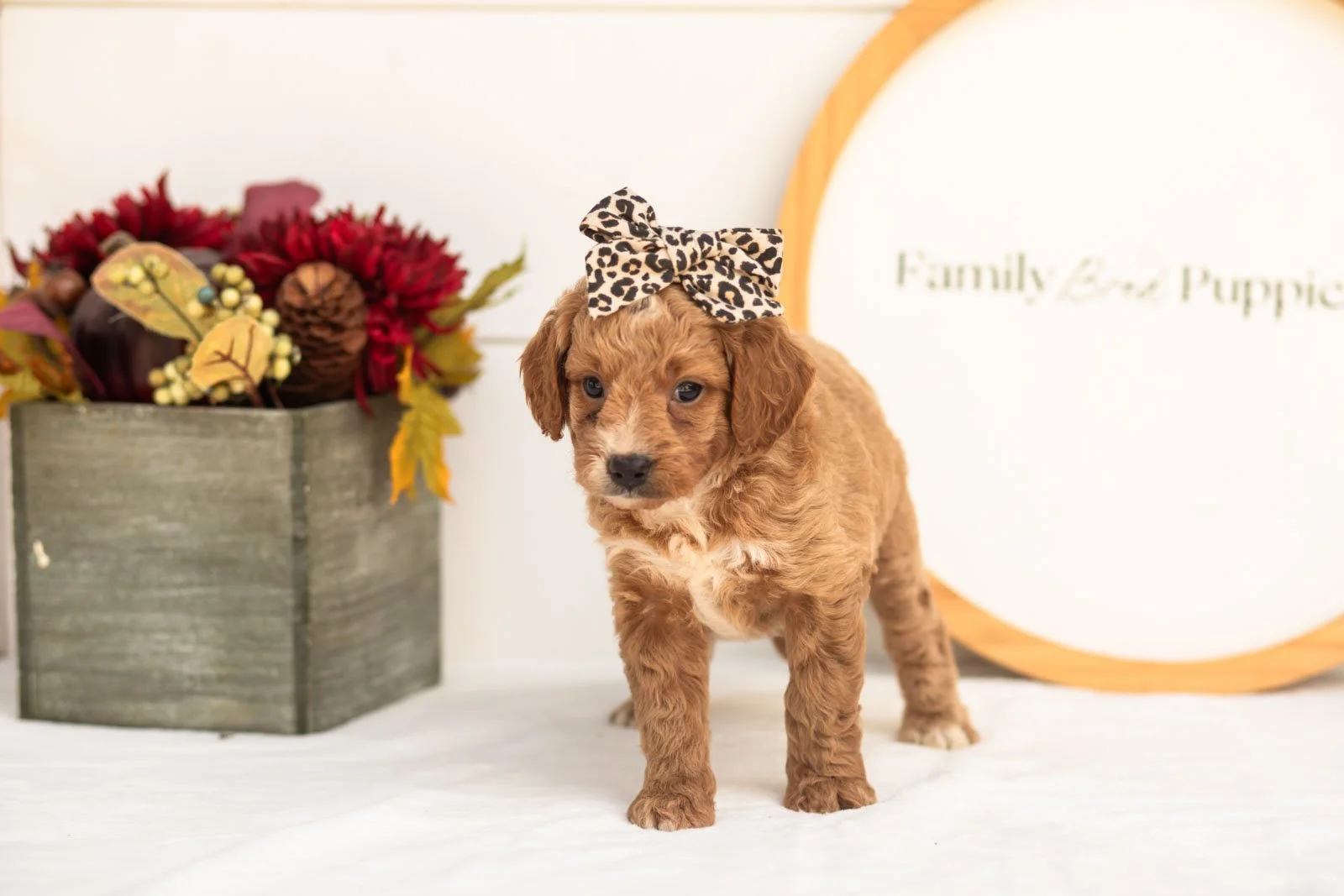 Katydid goldendoodle for sale(2).jpg