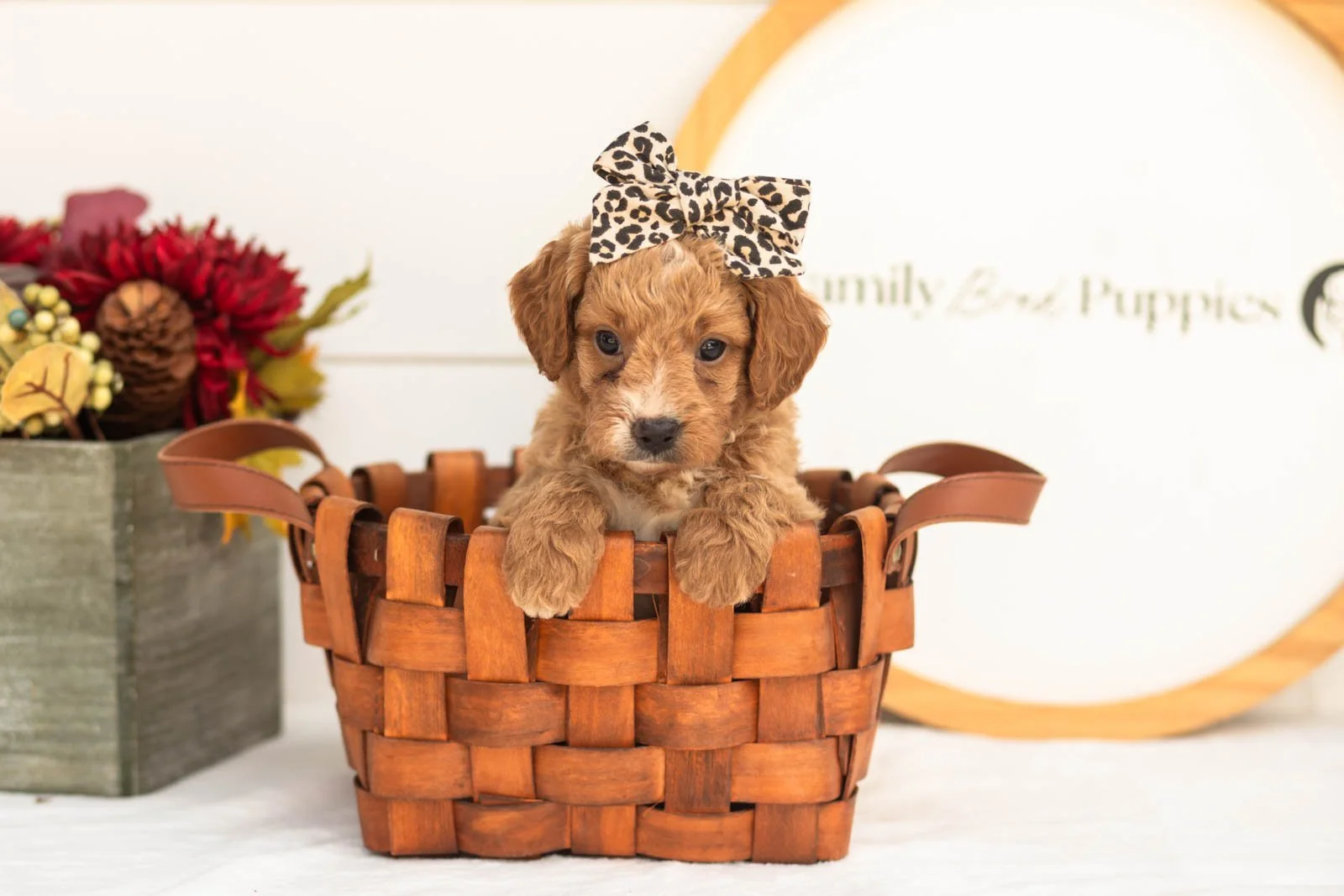 Katydid goldendoodle for sale(4).jpg
