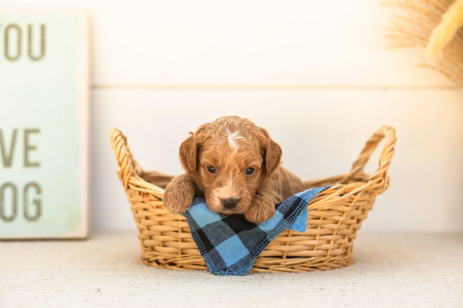 Katiedid goldendoodle for sale.jpg
