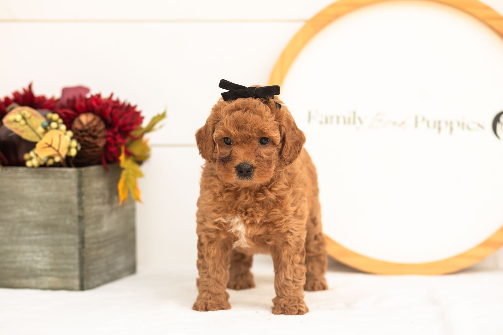 Ladybug goldendoodle for sale(4).jpg