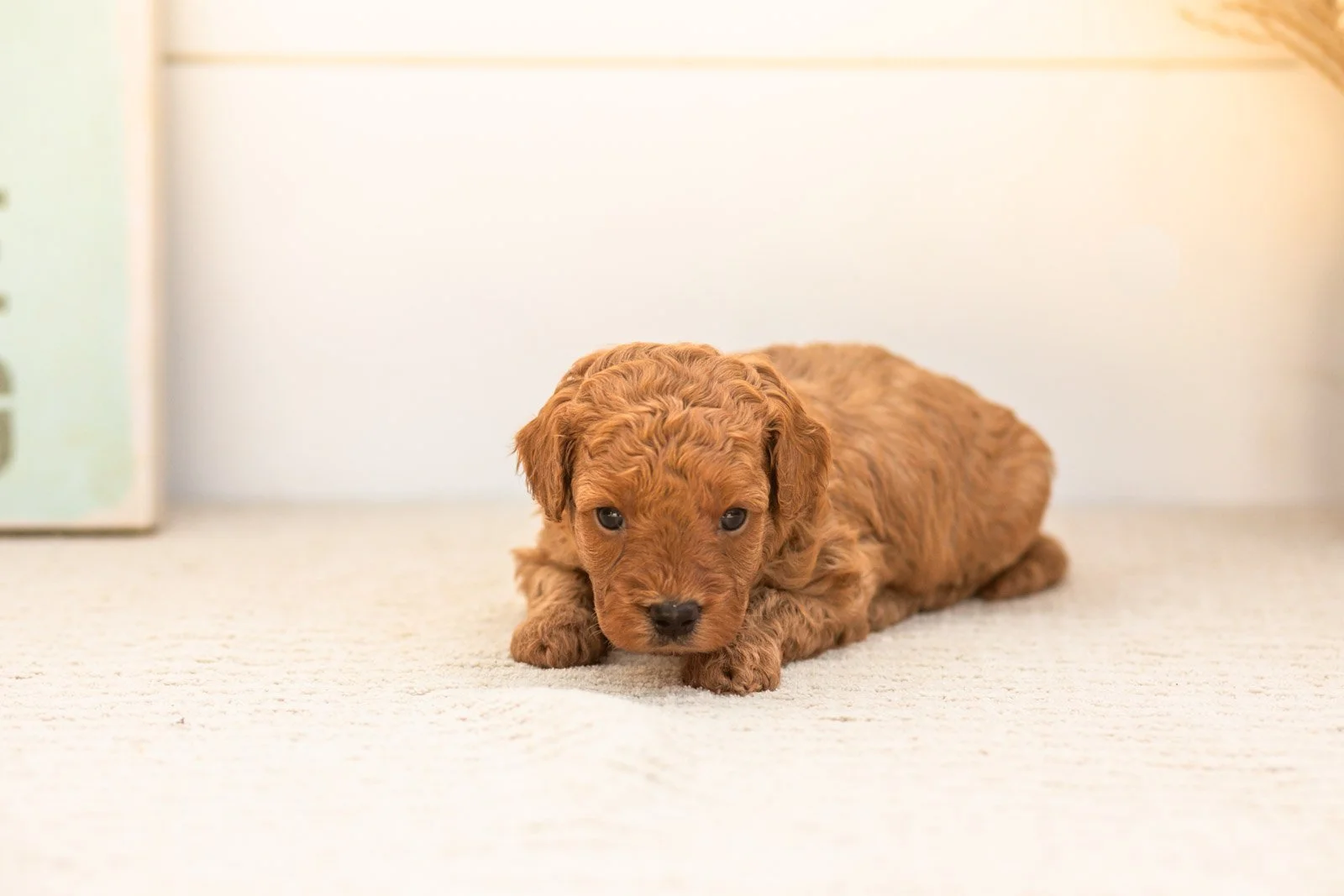 Ladybug goldendoodle for sale.jpg