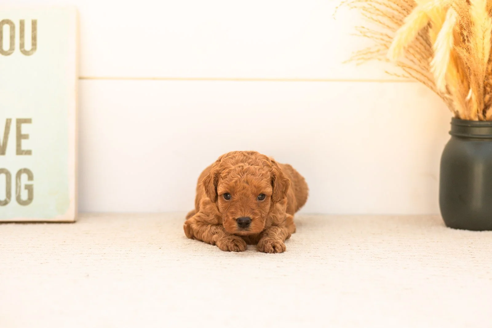 Ladybug goldendoodle for sale(2).jpg