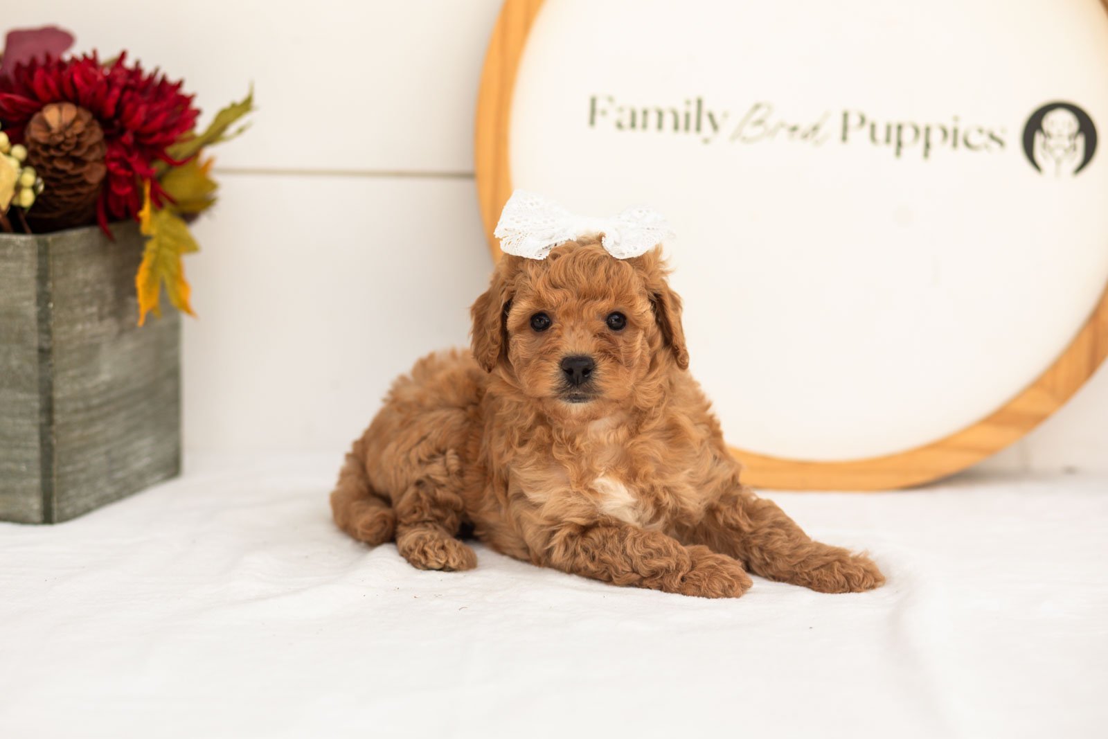Mantis goldendoodle for sale(4).jpg