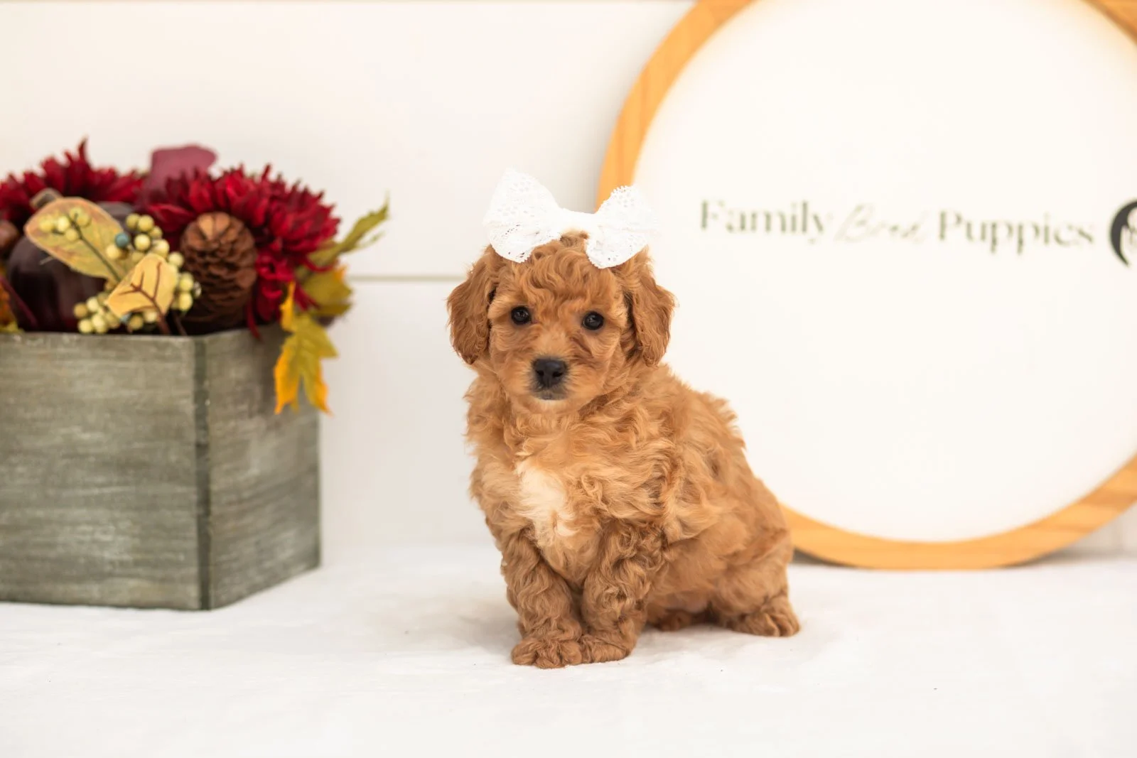 Mantis goldendoodle for sale(3).jpg