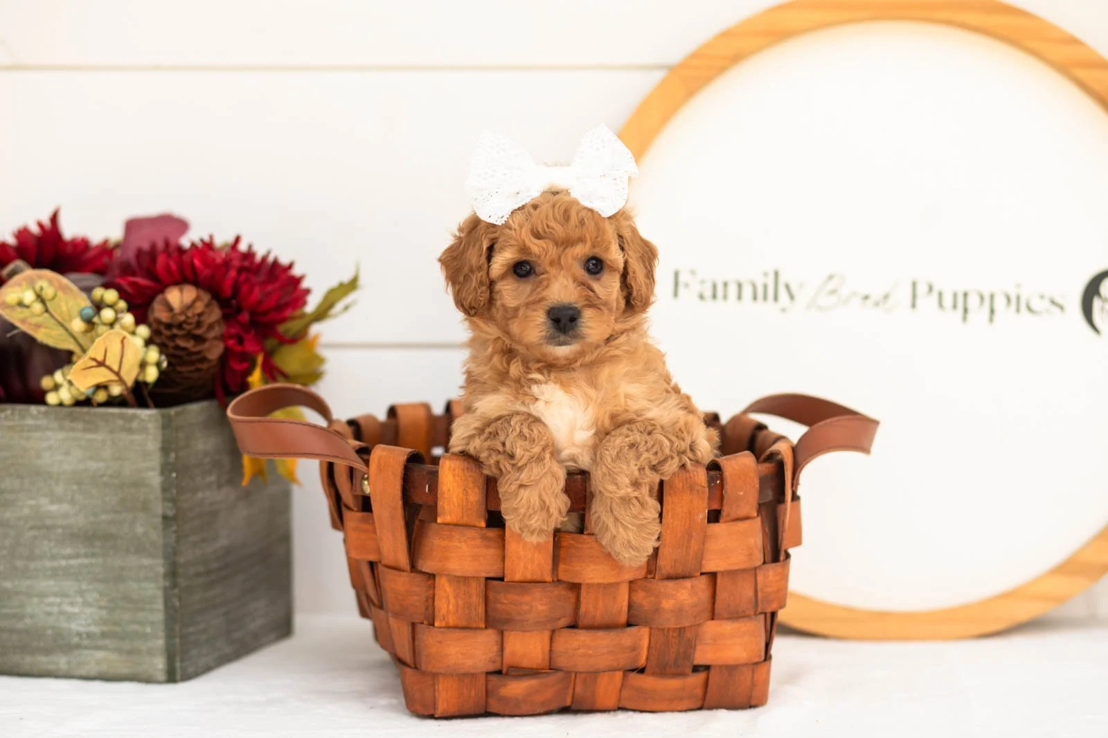 Mantis goldendoodle for sale.jpg