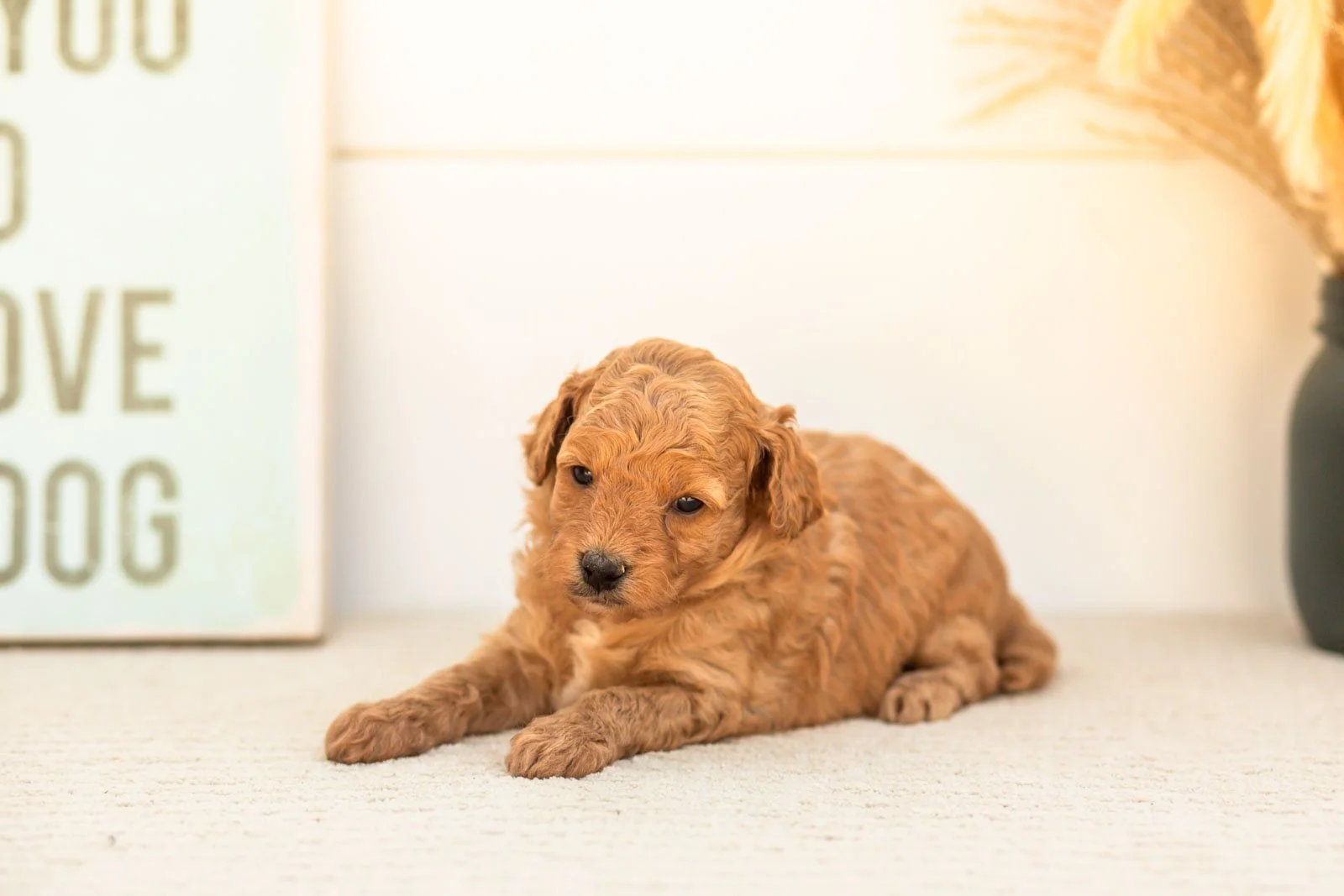 Mantis goldendoodle for sale.jpg