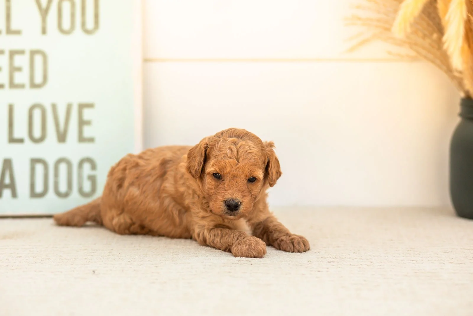 Mantis goldendoodle for sale(1).jpg