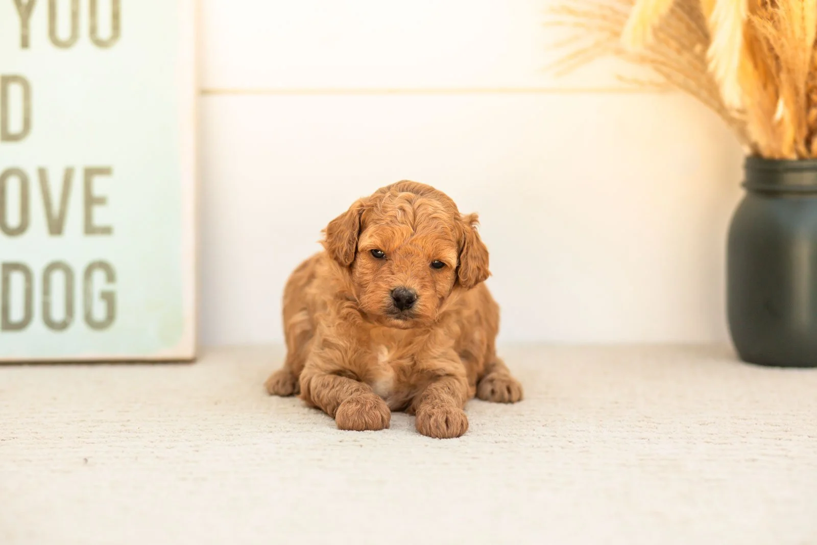 Mantis goldendoodle for sale(4).jpg