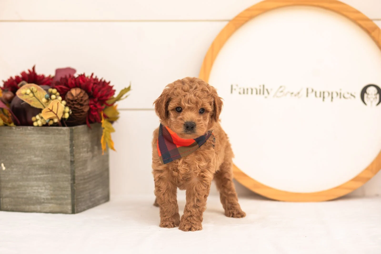 Bumble goldendoodle for sale(2).jpg