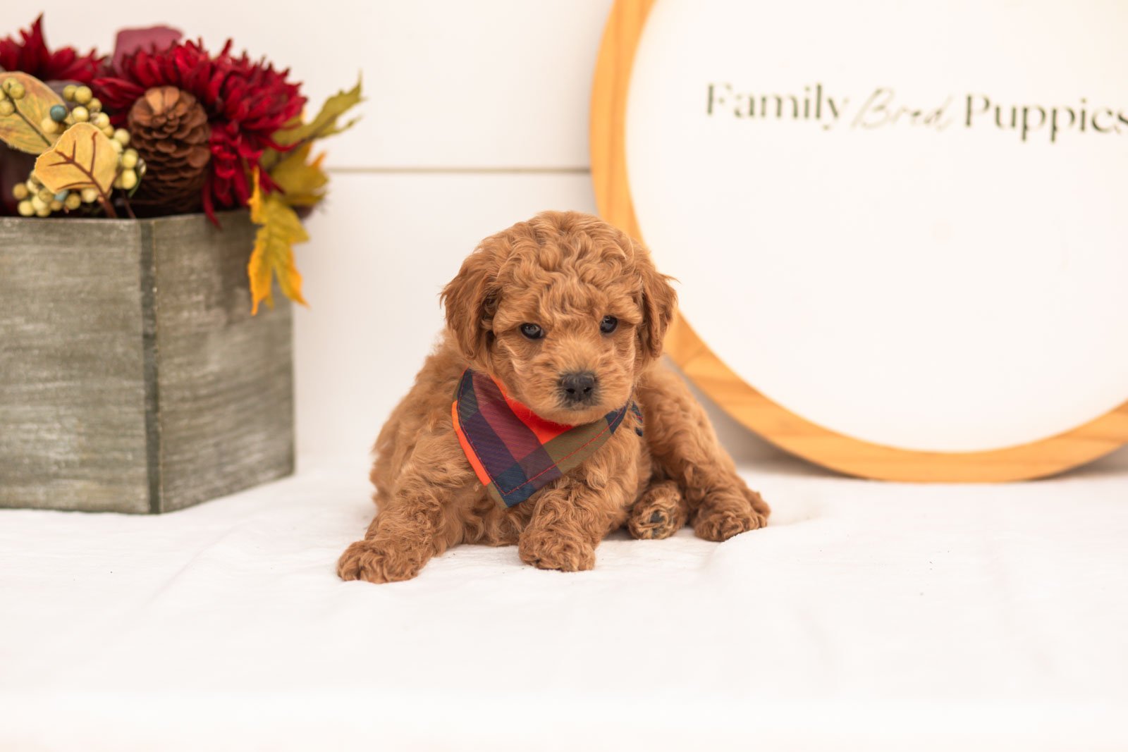 Bumble goldendoodle for sale(4).jpg