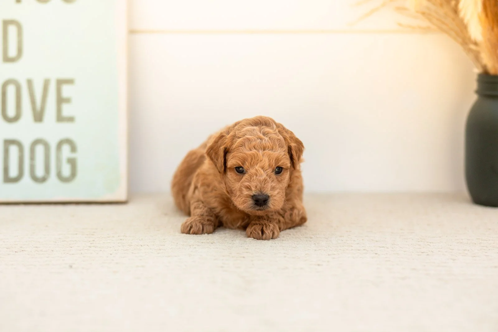 Bumble goldendoodle for sale.jpg