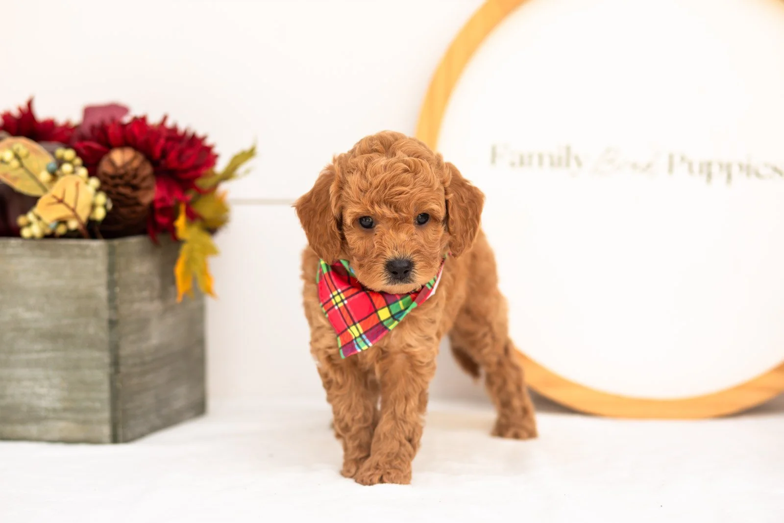 Cricket goldendoodle for sale(2).jpg