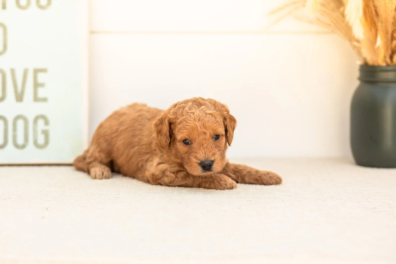Cricket goldendoodle for sale(1).jpg