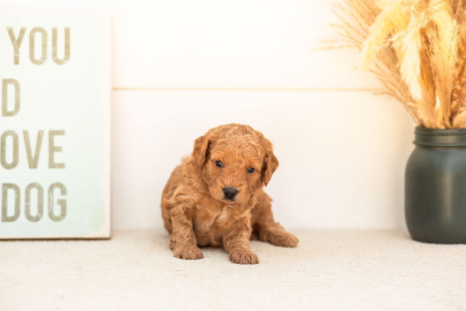 Cricket goldendoodle for sale(4).jpg