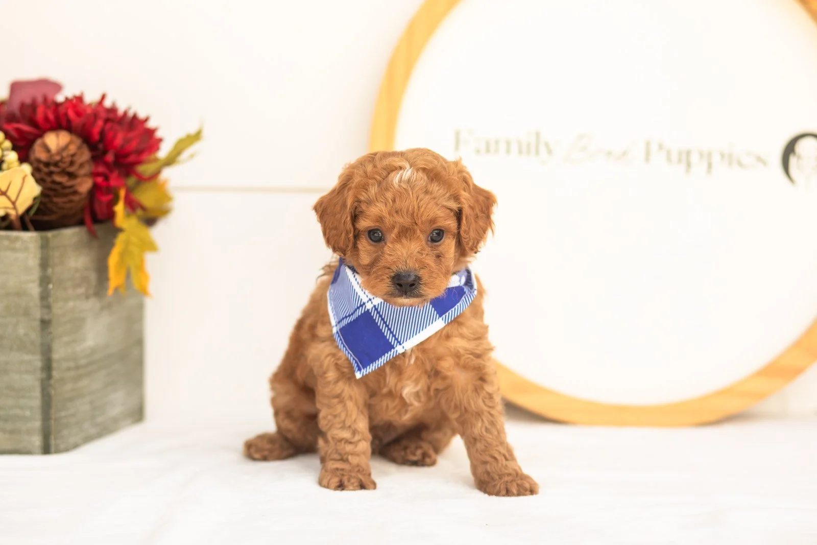 Firefly goldendoodle for sale.jpg