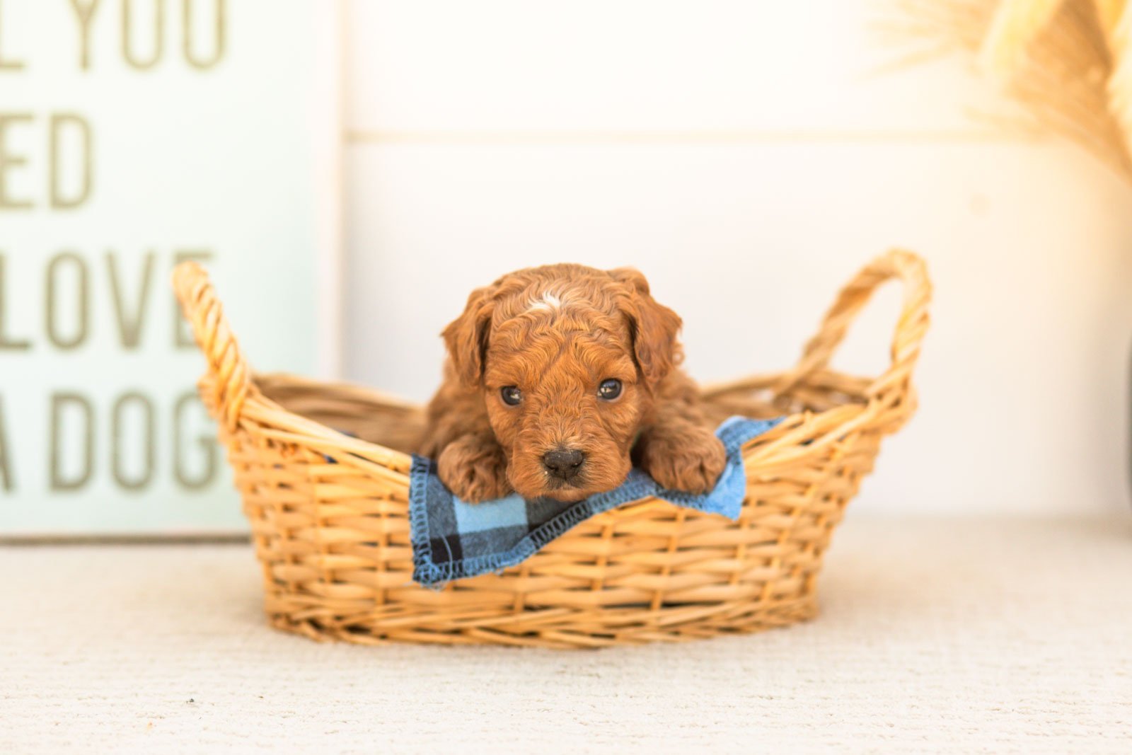 Firefly goldendoodle for sale(1).jpg