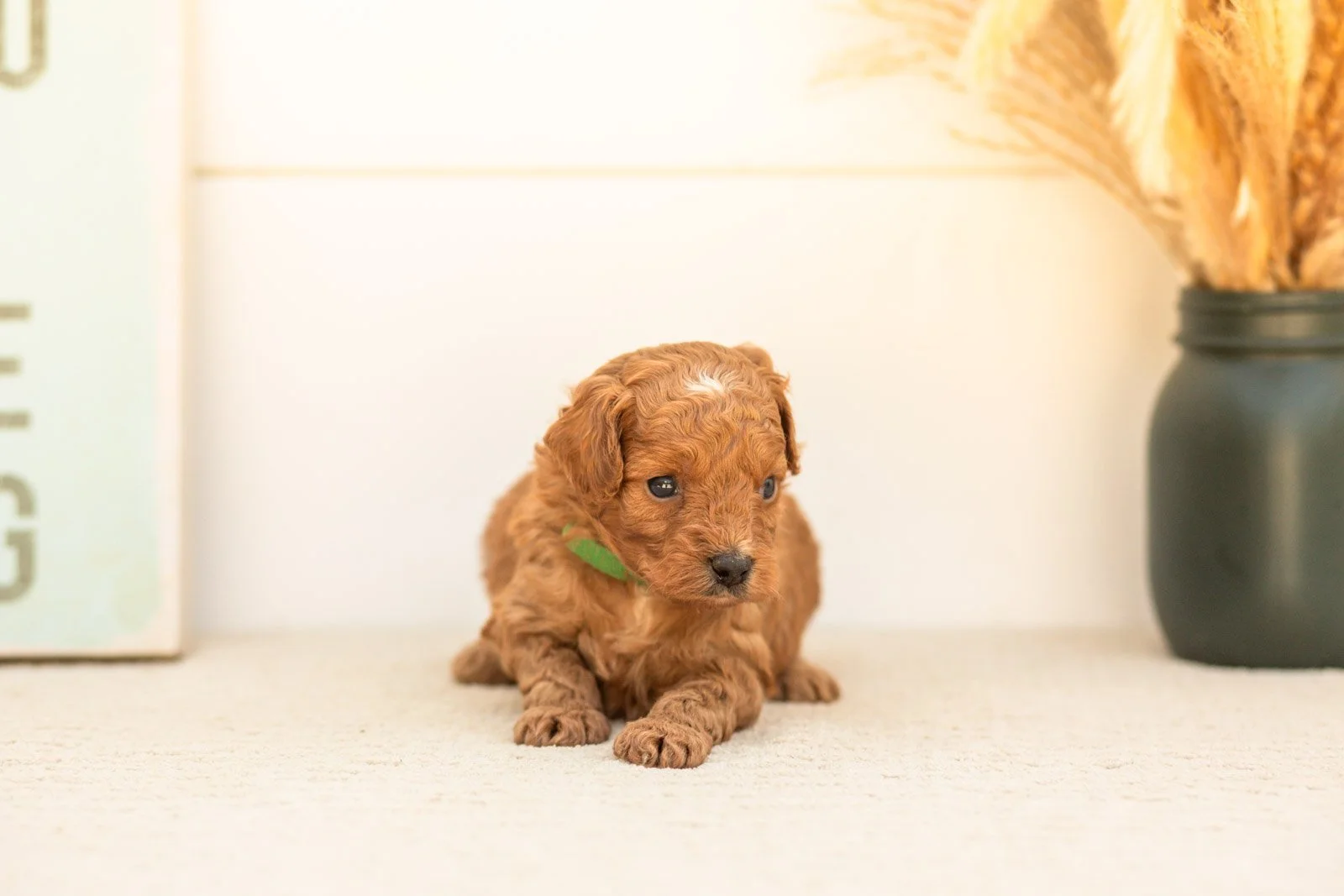 Firefly goldendoodle for sale(4).jpg