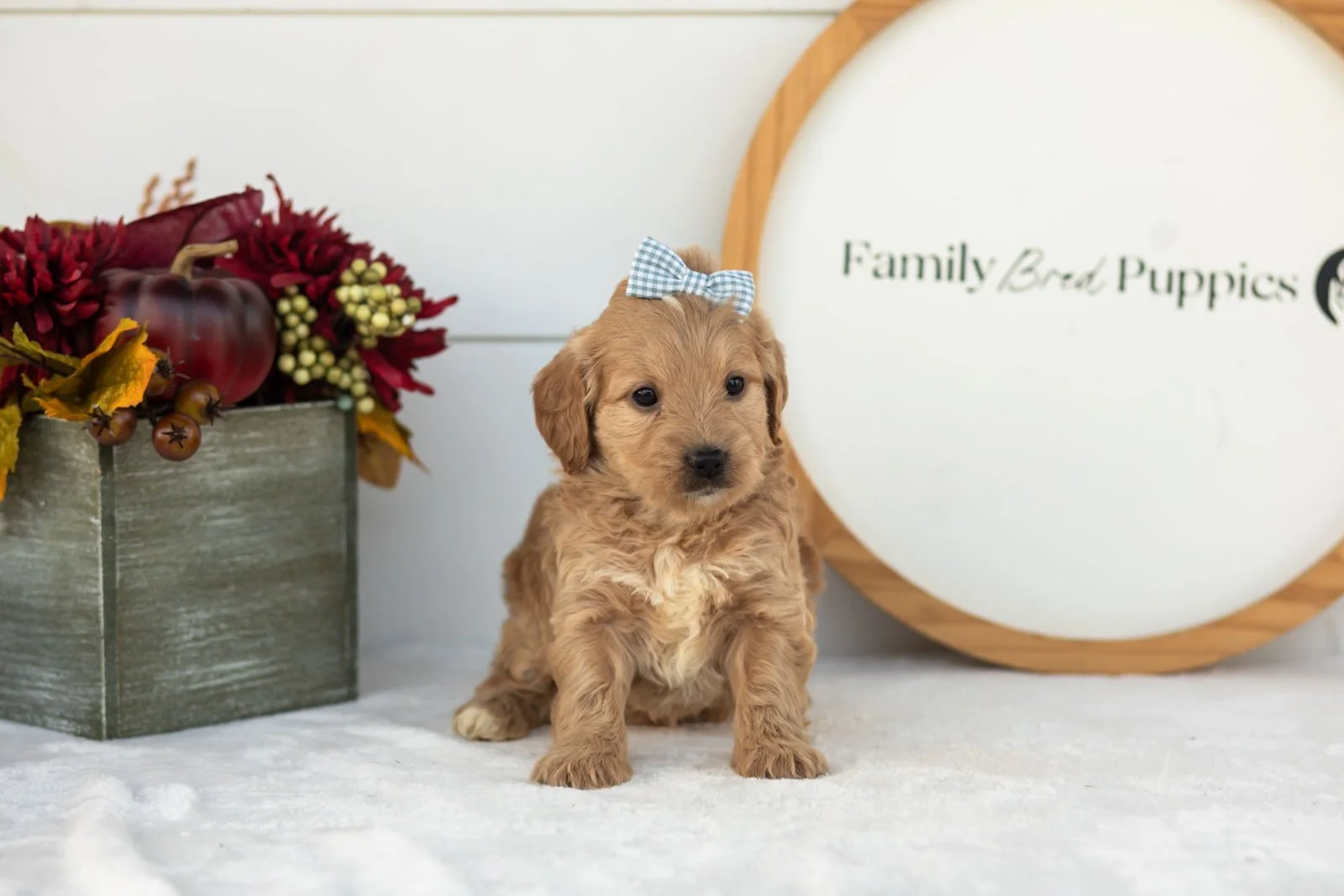 Marigold goldendoodle for sale(2).jpg