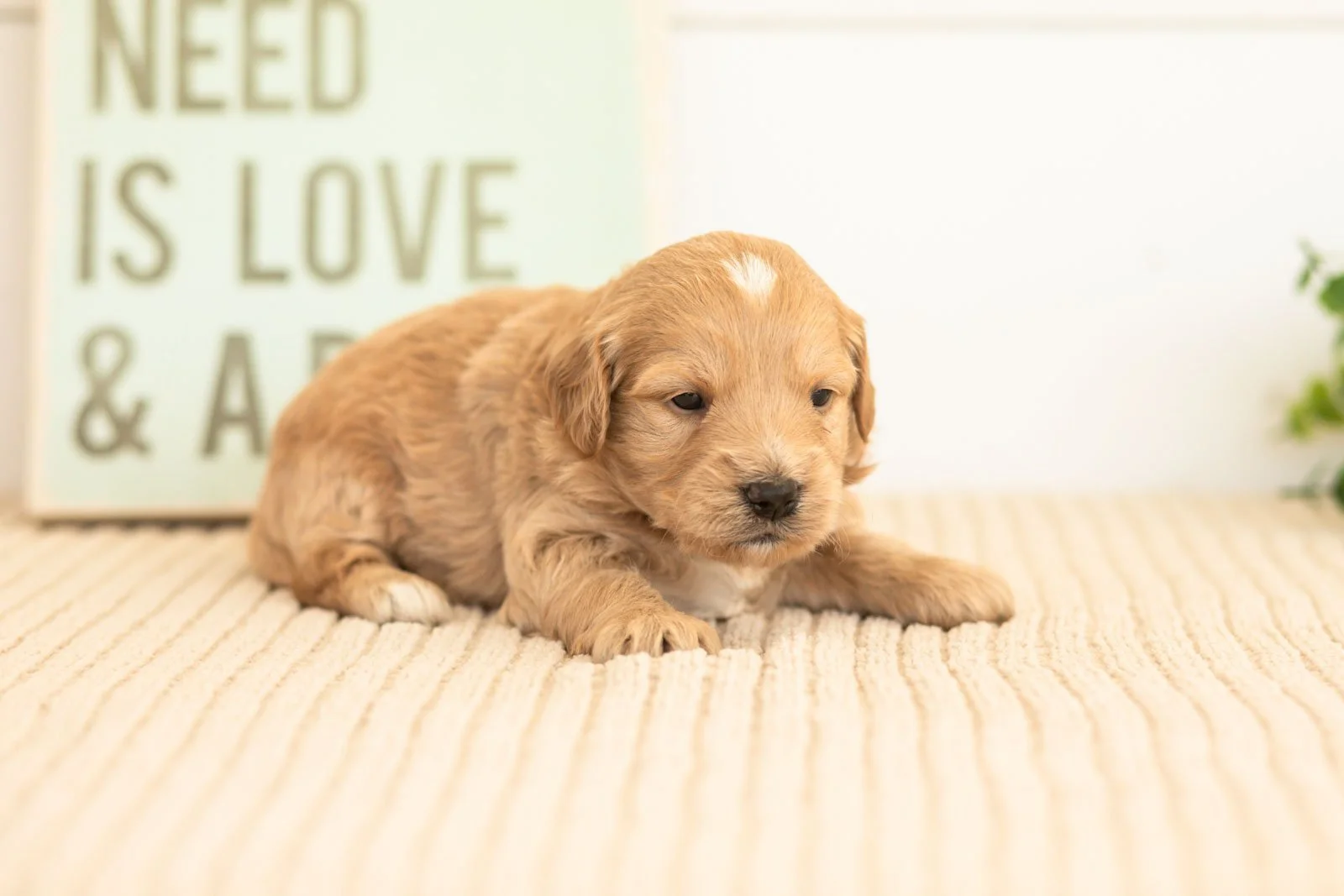 Amber goldendoodle for sale(2).jpg