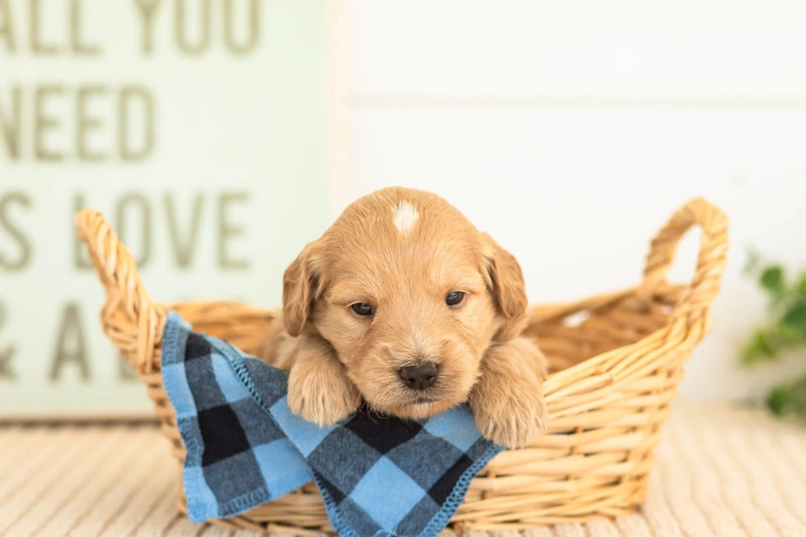 Amber goldendoodle for sale.jpg