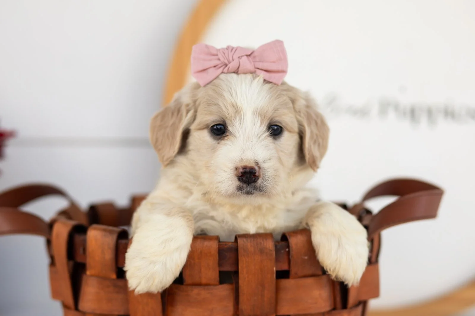 Amber goldendoodle for sale.jpg