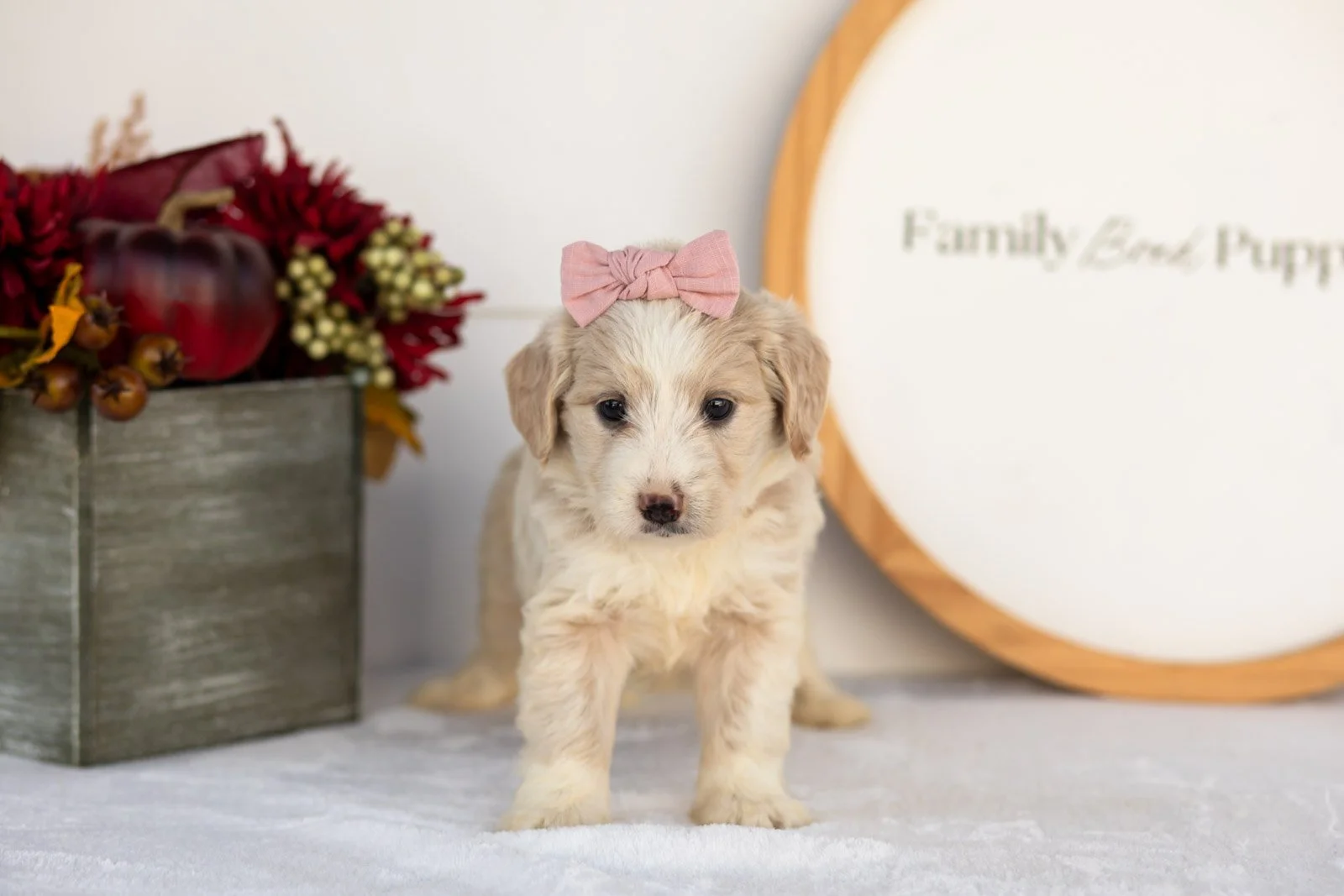 Amber goldendoodle for sale(2).jpg