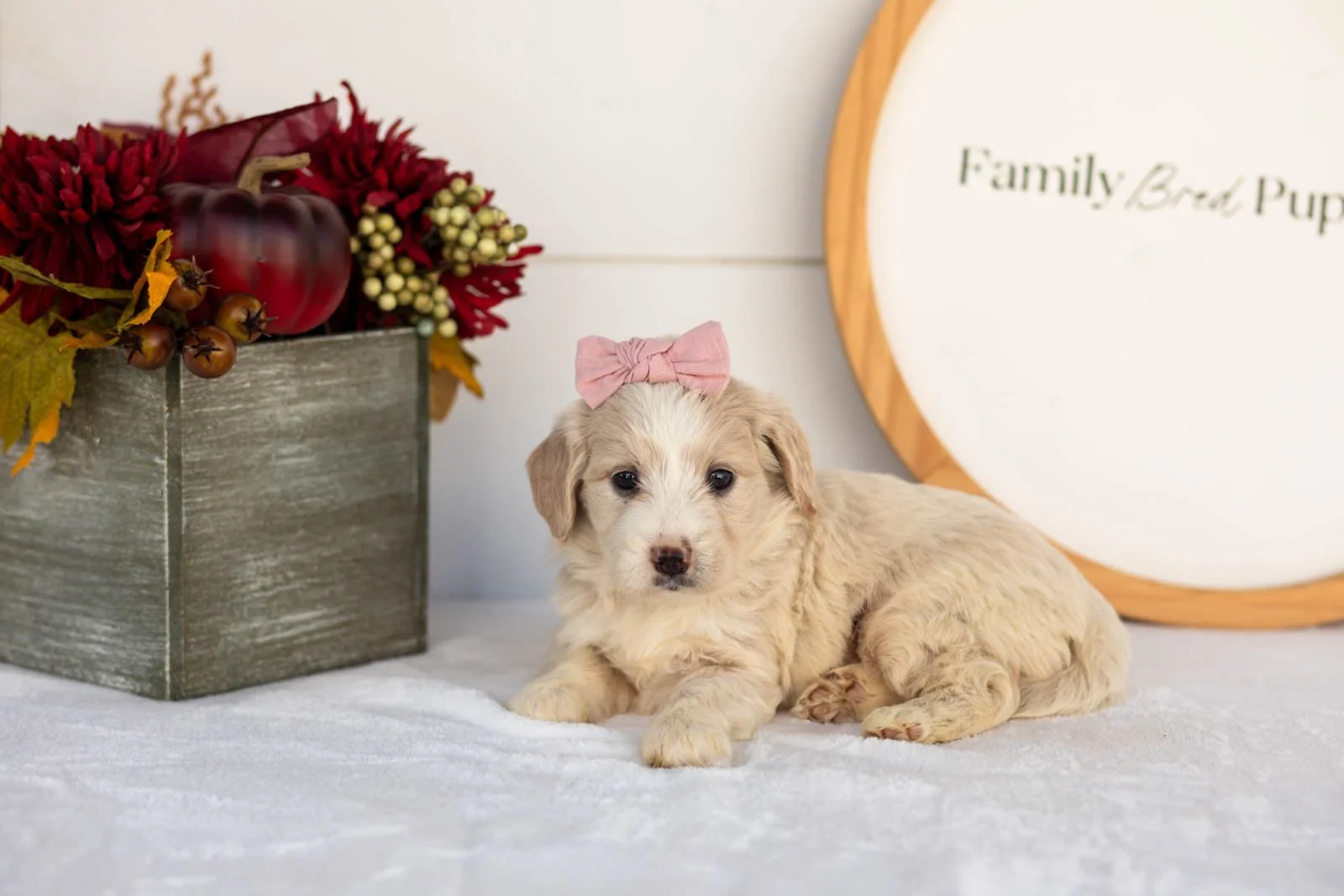 Amber goldendoodle for sale(3).jpg