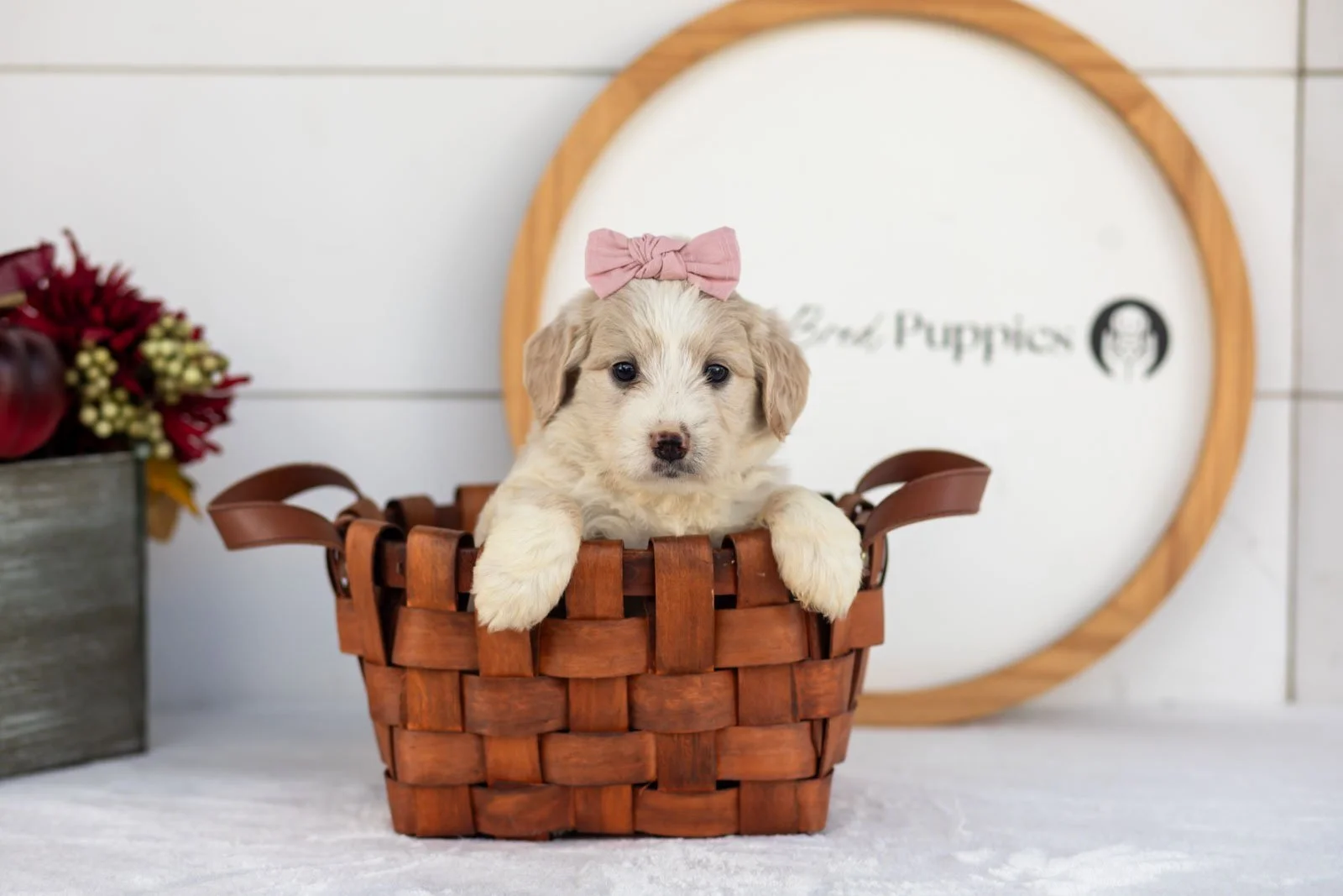 Amber goldendoodle for sale(1).jpg