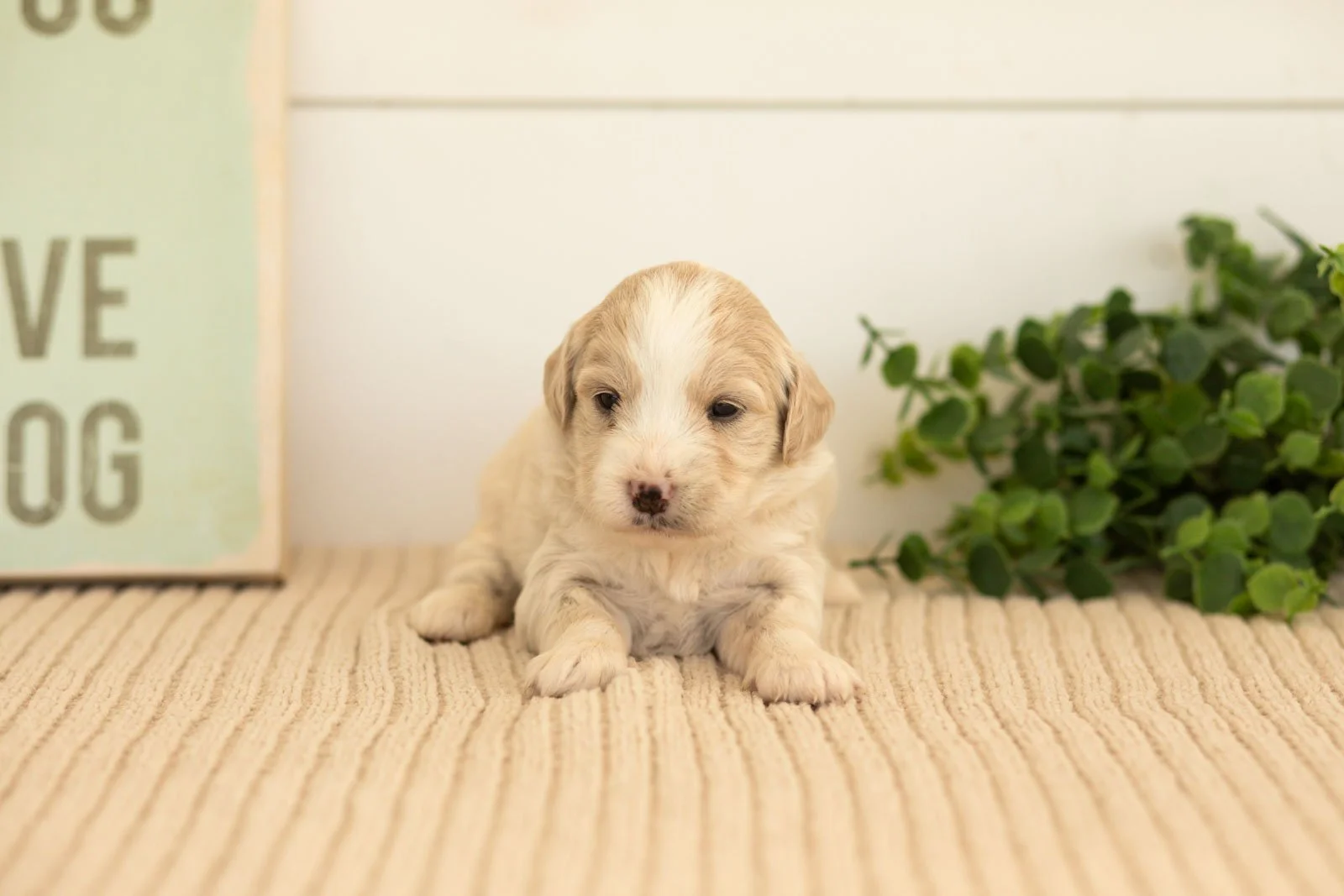 Marigold goldendoodle for sale(3).jpg