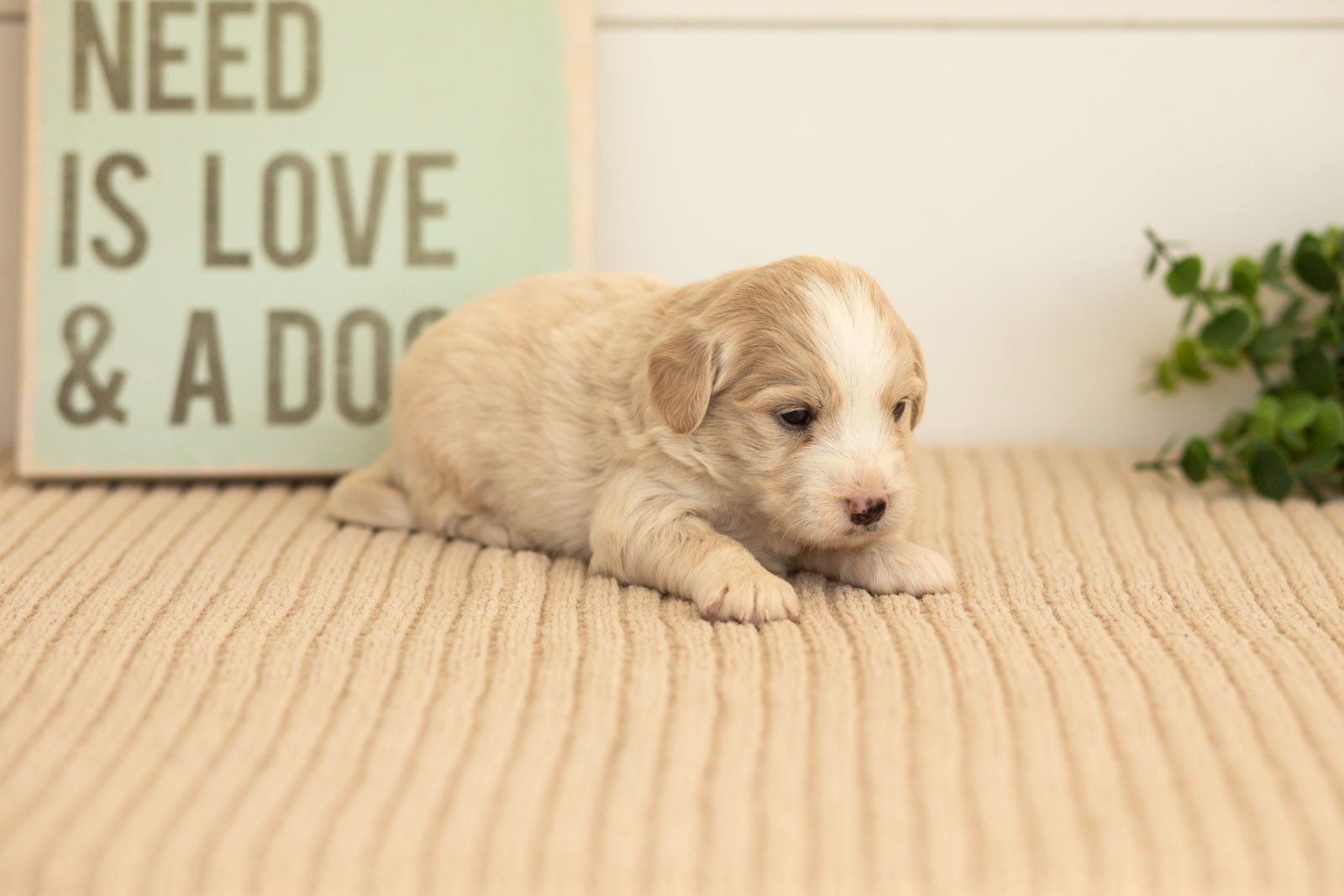 Marigold goldendoodle for sale(4).jpg