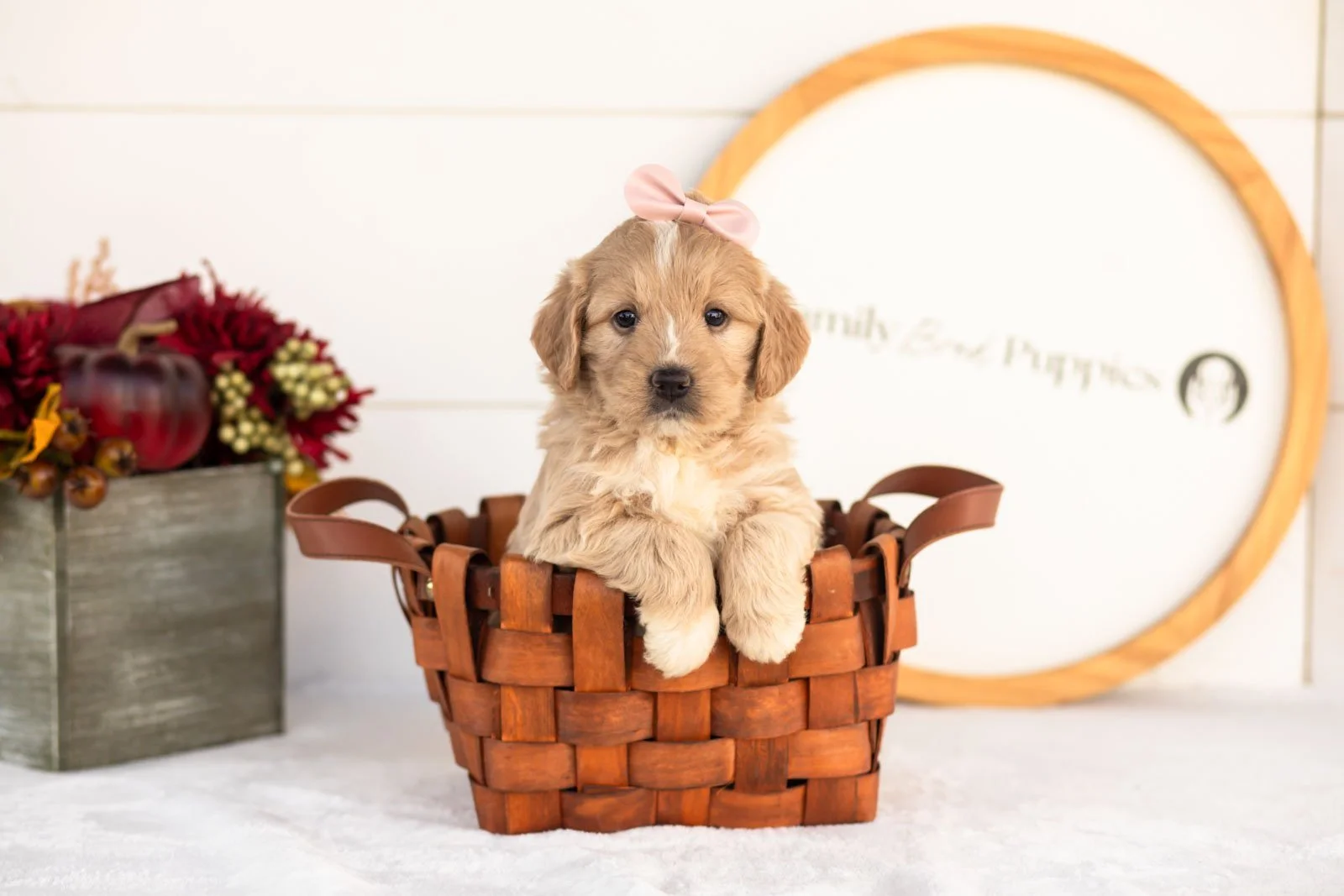 Ruby goldendoodle for sale(1).jpg