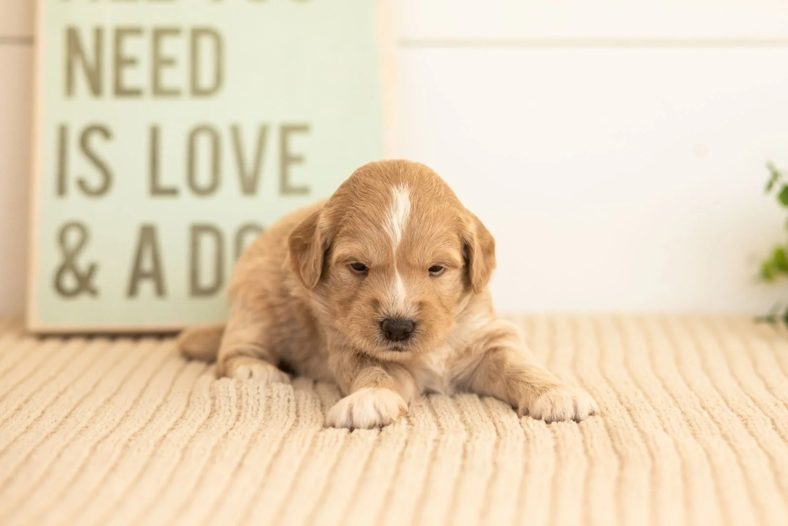 Ruby goldendoodle for sale(3).jpg