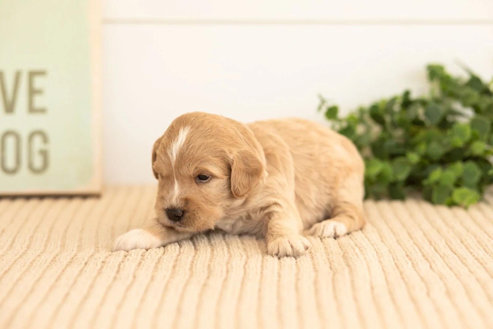 Ruby goldendoodle for sale(4).jpg
