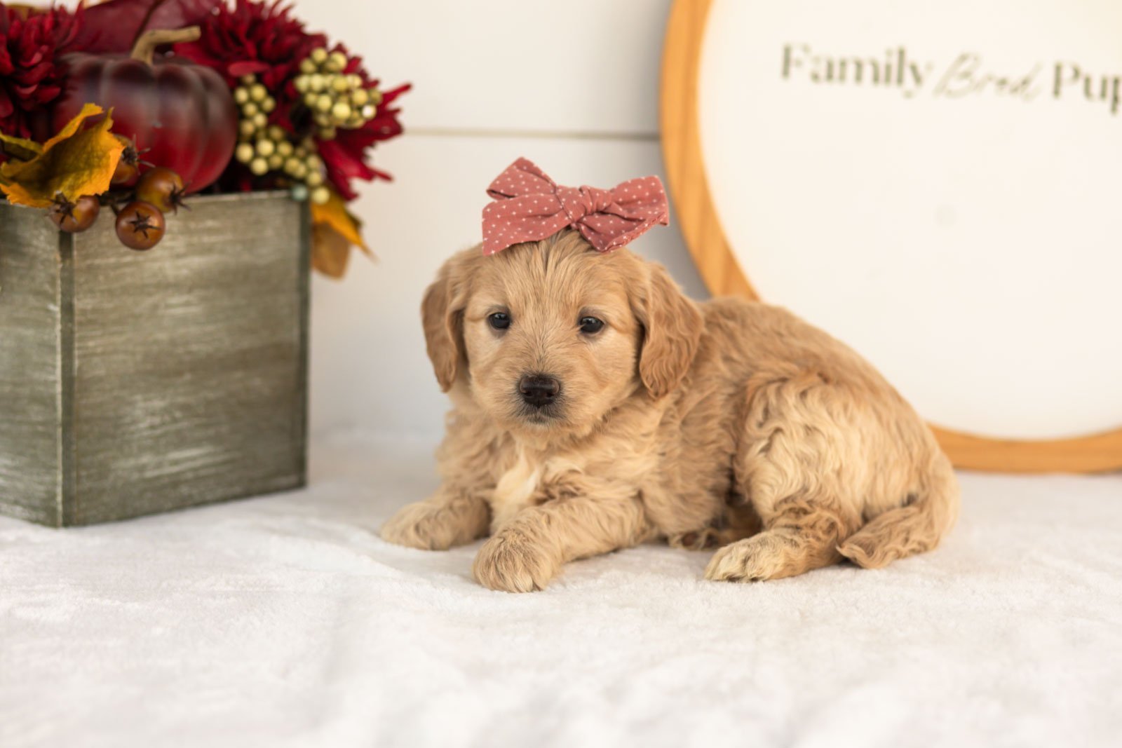 Violet goldendoodle for sale(1).jpg
