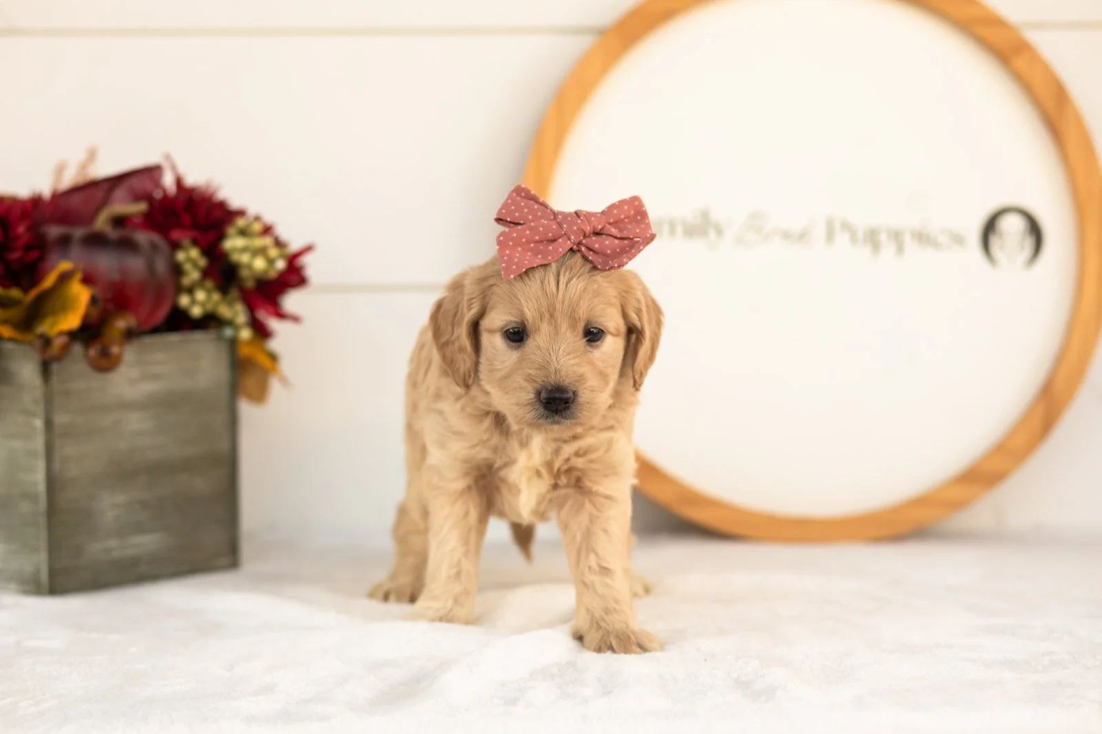 Violet goldendoodle for sale.jpg