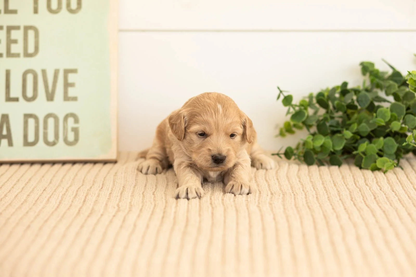 Violet goldendoodle for sale(1).jpg