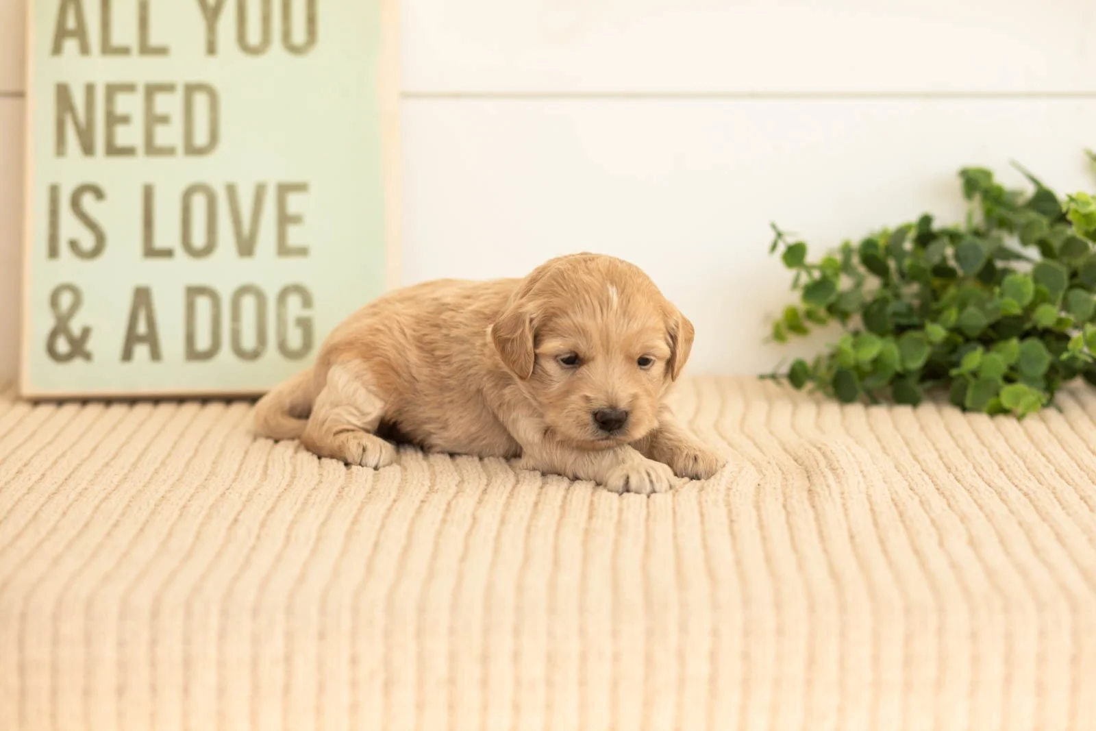 Violet goldendoodle for sale(2).jpg