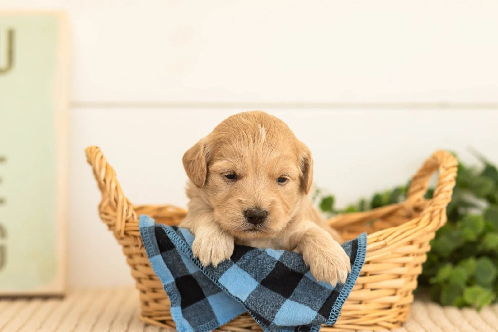 Violet goldendoodle for sale(3).jpg